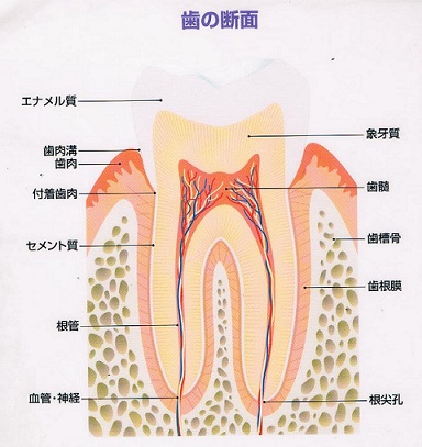 歯の神経はなぜ死ぬの？死んだらどうなる？